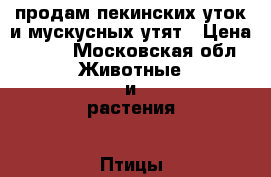 продам пекинских уток и мускусных утят › Цена ­ 700 - Московская обл. Животные и растения » Птицы   